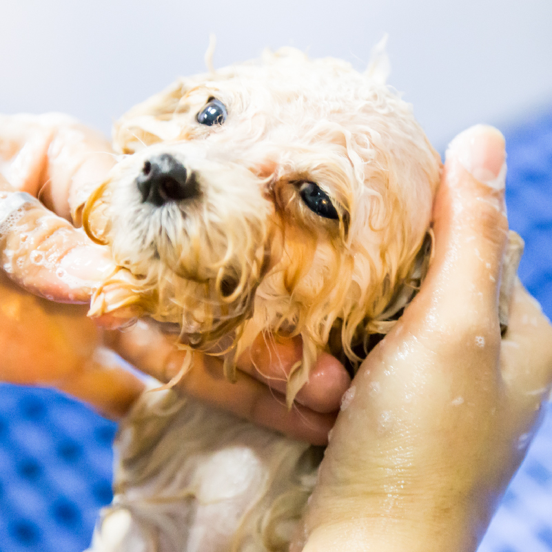 Puppy getting a bath